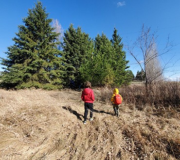 Walk In The Forest